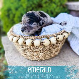 Emerald - Merle female Goldendoodle puppy in Soddy Daisy, Tennessee from The W Doods