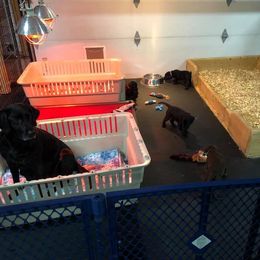 Labrador Retriever Puppies from Harvest Moon Farm