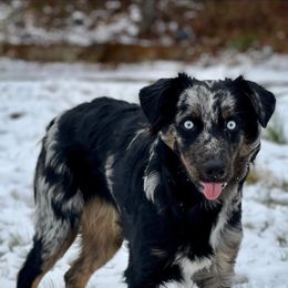 Australian Shepherds from Danuser Aussie Ranch