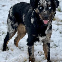 Australian Shepherds from Danuser Aussie Ranch