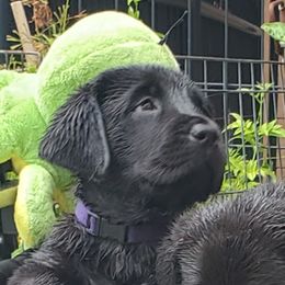 Labrador Retriever Puppies from Labs4Ever Labradors