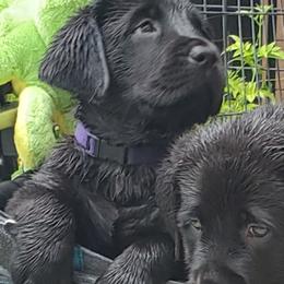Labrador Retriever Puppies from Labs4Ever Labradors