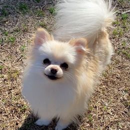Sugar - Pomeranian