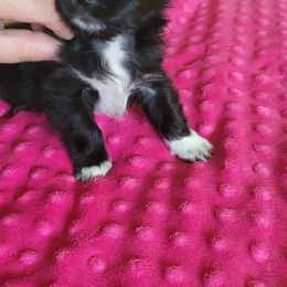 Chihuahua Puppies from Elegant Exotic Chihuahua's