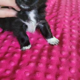 Chihuahua Puppies from Elegant Exotic Chihuahua's