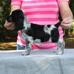 English Cocker Spaniel Puppies from Asherwood English Cockers