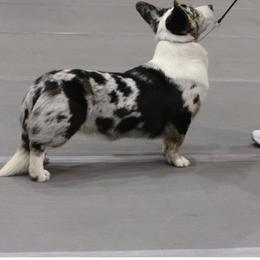 Love Bug - Cardigan Welsh Corgi