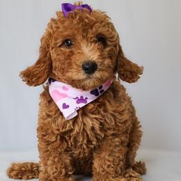 Zoe - Red  female Goldendoodle puppy in Apopka, Florida from Rae Precious Puppies