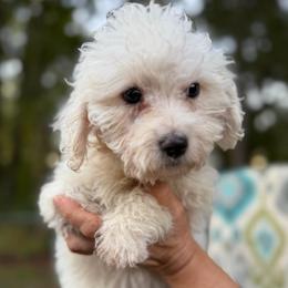 Snowball - White and apricot male Bichon Frise puppy in Chattanooga, Tennessee from Joyfull Pals