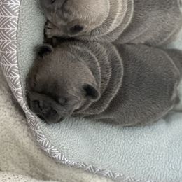 French Bulldog Puppies from Sandy Paws Frenchies LLC