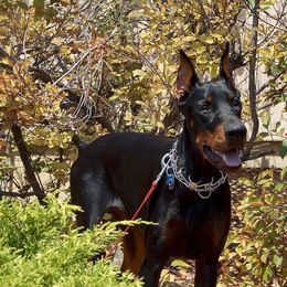 Doberman Pinschers from Ozark Mountain Royal Doberman