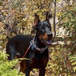 Doberman Pinschers from Ozark Mountain Royal Doberman