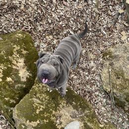 Lily - Blue female Chinese Shar-Pei puppy in Auburn, Kansas from Justin's Chinese Shar-Pei