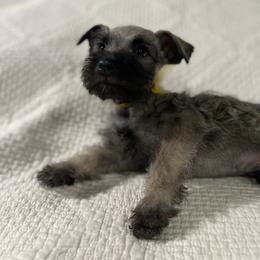Ford - Salt and pepper male Miniature Schnauzer puppy in San Diego, California from KMS-Miniature Schnauzers