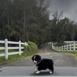 Loki - Black tri male Miniature American Shepherd puppy in Kamuela On The Big Island, Hawaii from Royal Hawaiian Aussies LLC