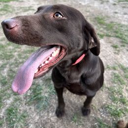 Dutch - Labrador Retriever