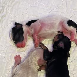 Miniature Schnauzer Puppies from 1 Smart choice Schnauzers babies