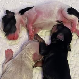 Miniature Schnauzer Puppies from 1 Smart choice Schnauzers babies