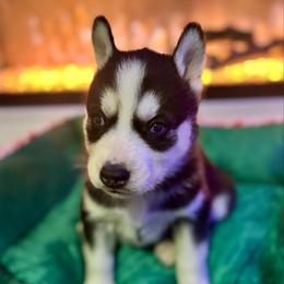 Cookie - Black and white female Siberian Husky puppy in Tiverton, Rhode Island from Mount Hope Siberians