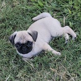 Pugs from Yager Grumble South Texas Pugs