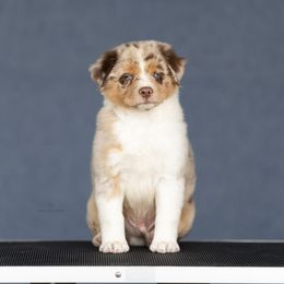 Stinger - Red merle male Miniature American Shepherd puppy in Riverton, Utah from Prestige Aussies