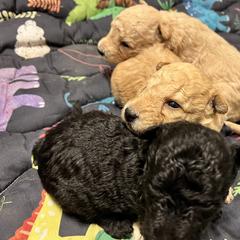 Boy 2 - Fawn male Pumi puppy in Huntsville, Texas from TriSong TIbetan Terriers & Pumik