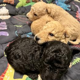 Boy 2 - Fawn male Pumi puppy in Huntsville, Texas from TriSong TIbetan Terriers & Pumik