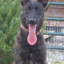 Dutch Shepherds from Vandalia Kennel Dutch Shepherds