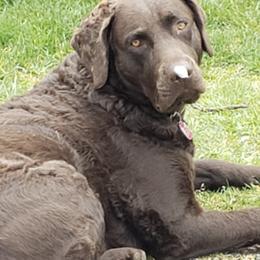 Chesapeake Bay Retrievers from Marjon Chesapeake's