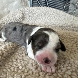 Blue Merle boy - male Australian Mountain Doodle puppy in Snook, Texas from Snook Acres Doodles