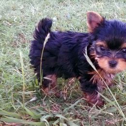 Yorkshire Terrier Puppies from Rosemark Kennel Yorkies