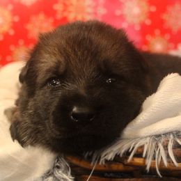 Orange Collar - Sable female German Shepherd puppy in Mansfield, Texas from Vom Anfang German Shepherds