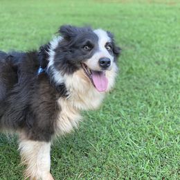 Smokey - Border Collie