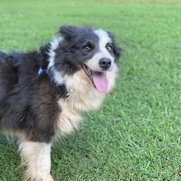 Smokey - Border Collie