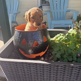 Reba - Red Collar - Dark golden female Golden Retriever puppy in Cheyenne, Wyoming from Battlemountain Kennels