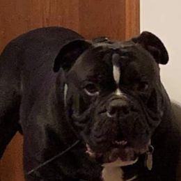 Seidon  - Olde English Bulldogge