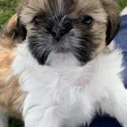 Shih Tzus from GunPilot Farms: Shih Tzu Breeders