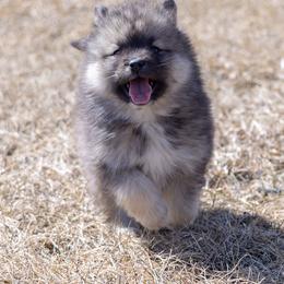Pomsky Puppies from New World Pomskies