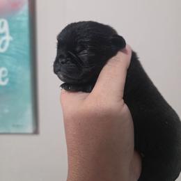 Black Female 2 - Black female Pug puppy in Olin, North Carolina from Piggy Pugs