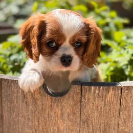 Doc - Blenheim male Cavalier King Charles Spaniel puppy in California from Tinkerpups