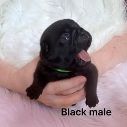 Green collar - Black male Pug puppy in Deer Park, Texas from Butler Pugs and Frenchies