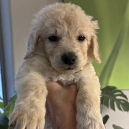 Shirley - Cream female Goldendoodle puppy in Tucson, Arizona from Cheryl's Goldendoodles