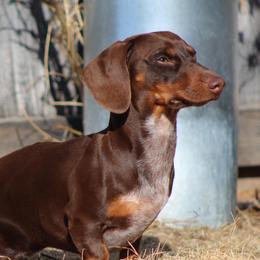 Frank - Dachshund