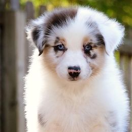 Australian Shepherds from Mine Creek Aussies