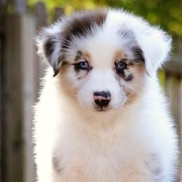 Australian Shepherds from Mine Creek Aussies