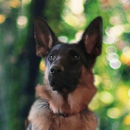 Soldier - German Shepherd