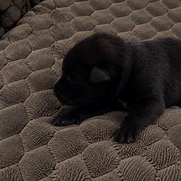 Girl 3 - Black sable female Belgian Malinois puppy in Columbia, South Carolina from Kaizen Ruach Malinois