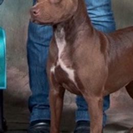 American Pit Bull Terriers and Rottweilers from Southpaws Kennel