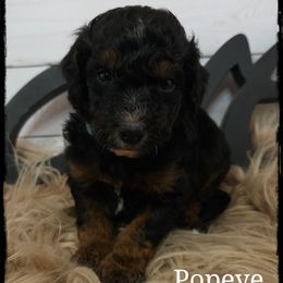 Popeye - Black tri-color male Aussiedoodle puppy in Farley, Iowa from Iowa's Doodle Co.