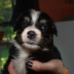 Fry - Black tri-color female Australian Shepherd puppy in Altmar, New York from E&C Australian Shepherds